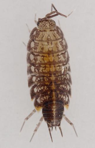 Chaetophiloscia cellaria